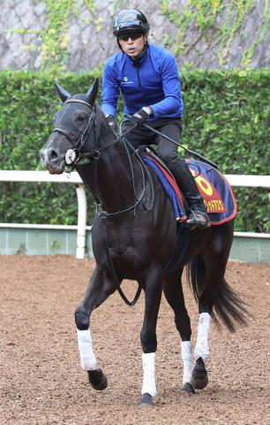 【エリザベス女王杯】ケリフレッドアスクが血統から浮上　キングカメハメハの血を引く3歳馬が大穴候補