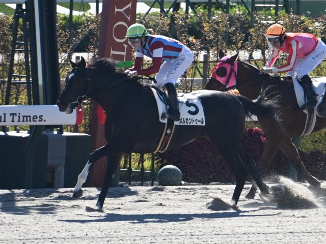 【京都4R新馬戦結果】ルヴァンスレーヴ産駒メルカントゥールが差し切り勝ち