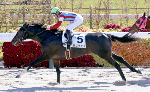 【京都4R・2歳新馬】メルカントゥールが豪快に差し切り　Cデムーロ騎手「いい脚使って能力高い」