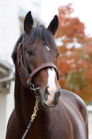 【マイルCS・理貴の特注馬】骨折明け3戦目で復活気配漂うエルトンバローズ　杉山晴調教師「間違いなく上昇」
