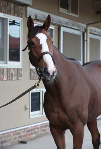 【マイルCS】2冠牝馬チェルヴィニア　変わり身に期待