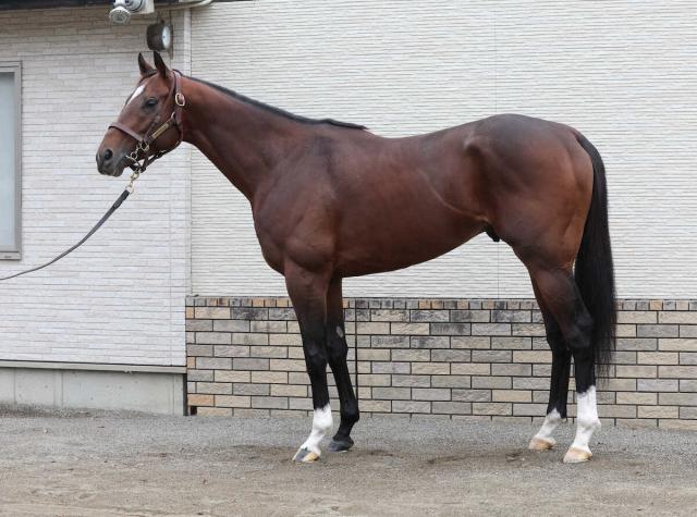 【マイルCS】レーベンスティール85点　全体に筋肉しっかり