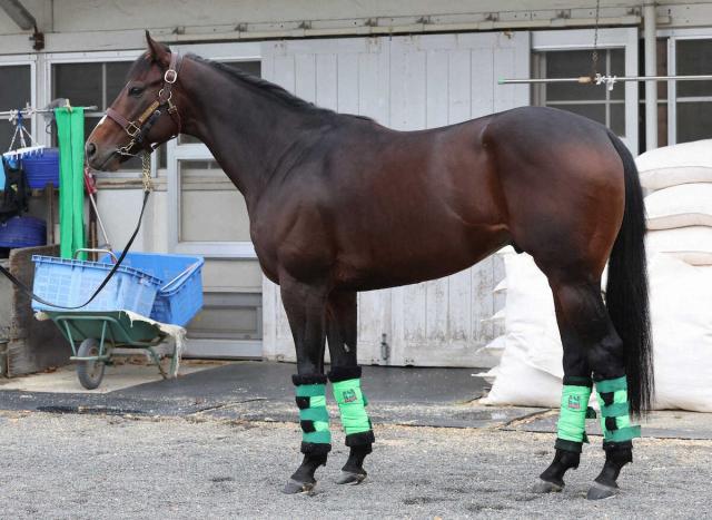 【マイルCS】エルトンバローズ85点　目つきと耳に強い意志