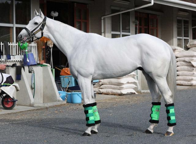 【マイルCS】ガイアフォース90点　筋肉衰えなく十分な張り