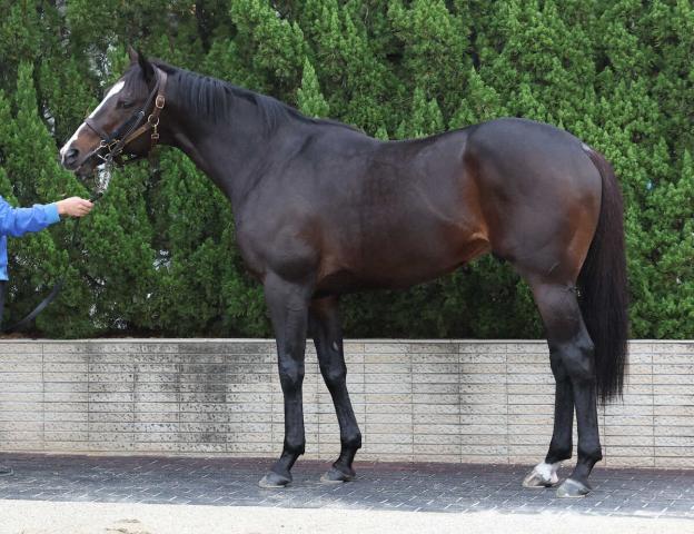 【マイルCS】ソウルラッシュ95点　7歳でも瑞々しい体つき“新米の輝き”