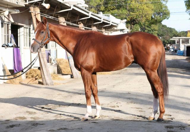 【マイルCS】トウシンマカオ80点　穏やかな立ち姿で良好