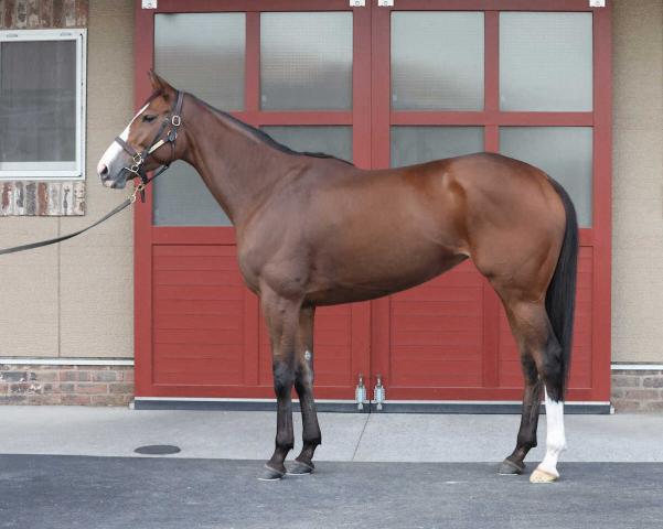 【マイルCS】チェルヴィニア80点　典型的なステイヤー体形