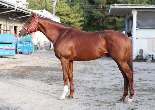 【マイルCS】ウインマーベル80点　四肢万全&amp;毛ヅヤ良好