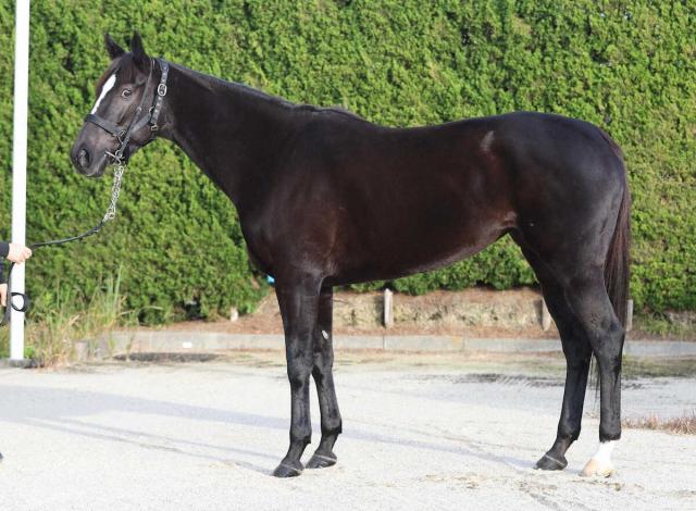 【マイルCS】アスコリピチェーノ80点　仏遠征のダメージなし