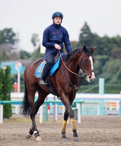 【注目馬動向】ローシャムパークが香港カップの招待を受諾して2年ぶりの参戦へ
