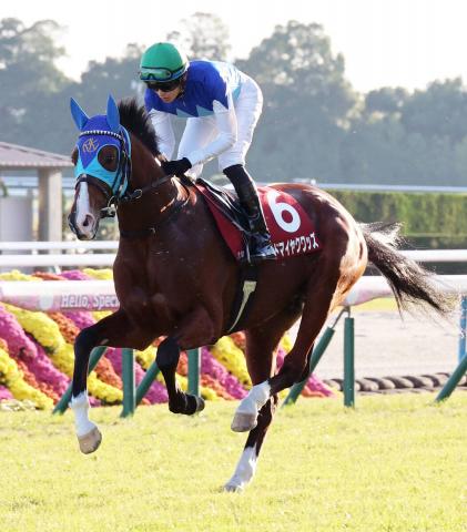 【注目馬動向】デイリー杯2歳Sを制したアドマイヤクワッズは朝日杯FSへ　引き続き坂井瑠星騎手とのコンビ