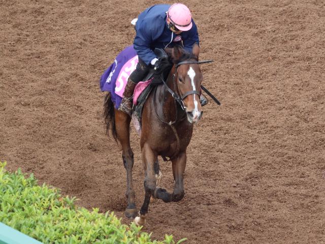 アルジェンテーラなど、先週のゲート試験/栗東トレセンニュース