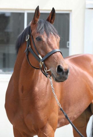 【ジャパンC】ブレイディヴェーグはマーカンドと新コンビ結成　23年エリザベス女王杯以来のG1獲り期す