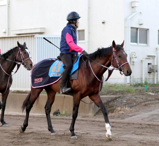 【福島記念】舞台好相性のシリウスコルトが反撃期す　田中勝調教師「今回の方が気持ちが入っている」