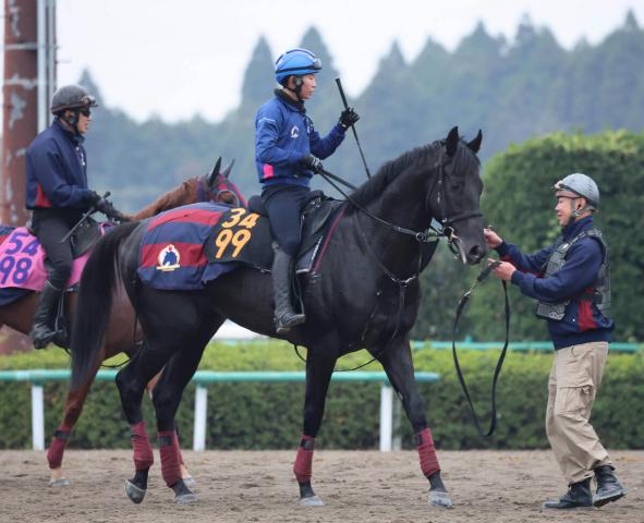 POG۹ɤȯǤʥΡ֥륵Ĵաֽ狼ԡ