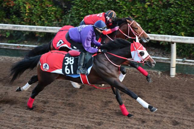 【東京スポーツ杯2歳S】「GLAY」のTERUが名付け親のテルヒコウ　コントレイルとの父子Vへ軽快な走り