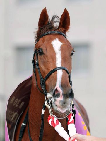 【注目馬動向】フェスティバルヒルが左前剥離骨折で休養へ　阪神JFは見送り