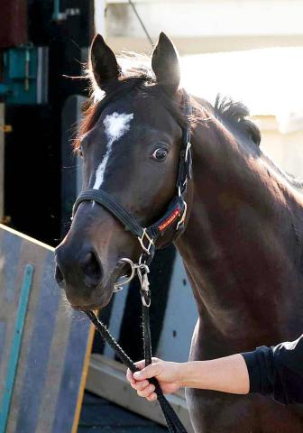 POGۥ쥯52ϥޡ126κǽɸʡĴա֤ˤʤäƤƤ