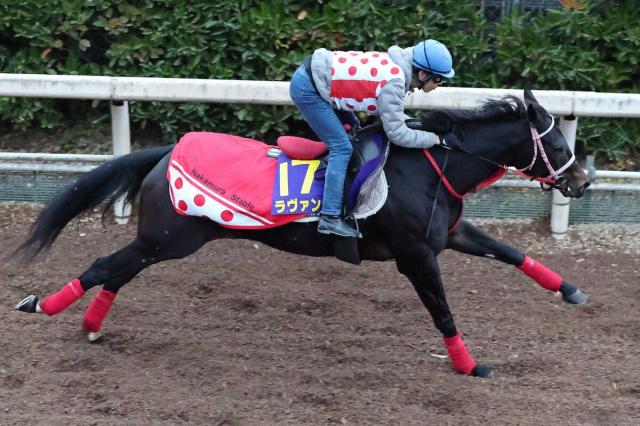 【マイルCS】(10)ラヴァンダ　好調キープ　陣営「望来も“ワンターンの方がいい”と言っていた」