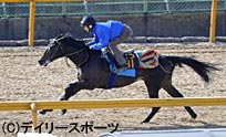共同通信杯追い切り情報アリゼオ