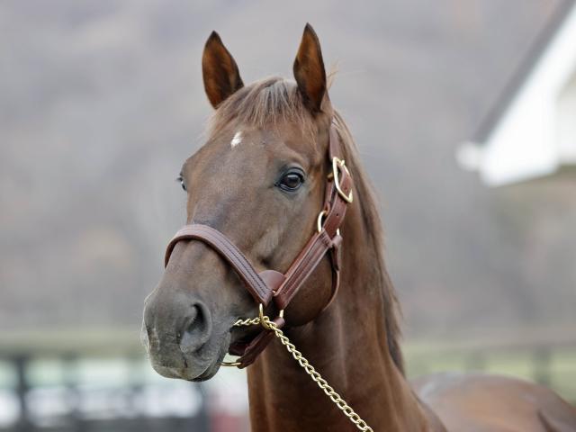 Ƚž3Υɥե󥭡ͥSS ǯﲴ