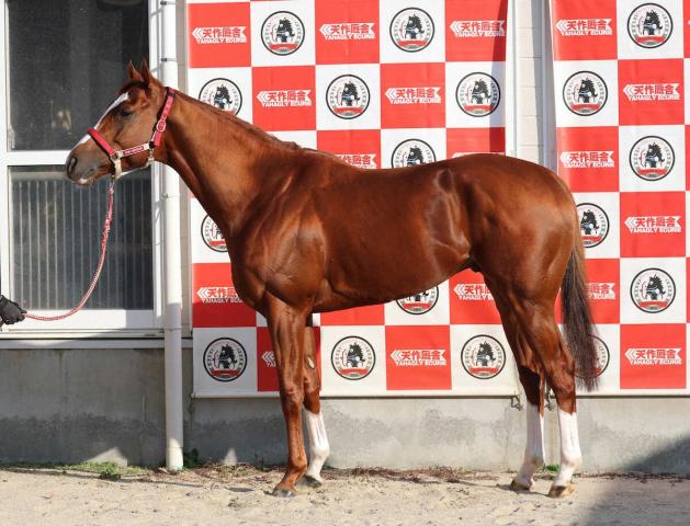 ڥѥCۥ󥨥ڥ顼95δĶ⤿餷ʲ