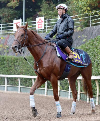 ڥѥCۥΥǥ뤬Ƥӥˤͺ귽ּäפߤ