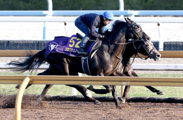 【ジャパンC】Cデムーロで異例の追い切り　GOサイン出た!クロワデュノールに斉藤崇調教師「トップだと証明できる」