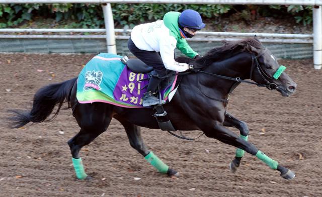 【京阪杯】シーズン到来!?　G1馬の貫禄見せるぞ　杉山晴調教師はルガルに「寒くなると元気がいい」