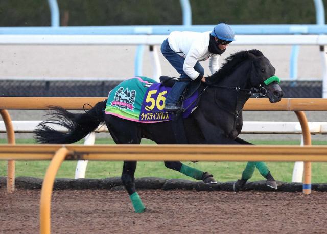 【ジャパンC】ジャスティンパレス　4F52秒0バランスいい走り　杉山晴師「この舞台は合っている」