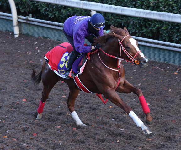 【ジャパンC】シンエンペラー　しまい伸ばす程度12秒4　吉田一助手「動きはいい」