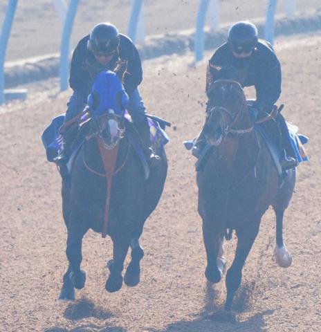 【ジャパンC】ダノンベルーガ　馬具効果に手応え　堀師「反応は出てきている」