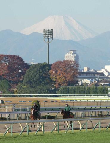【ジャパンC】カランダガン“運気”上昇中　おみじく「大吉」にロベル助手は笑顔