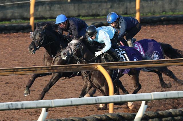 【ジャパンC】クロワデュノール　CWラスト1F11秒1　斉藤崇師「いい時のクロワに戻ってきた」