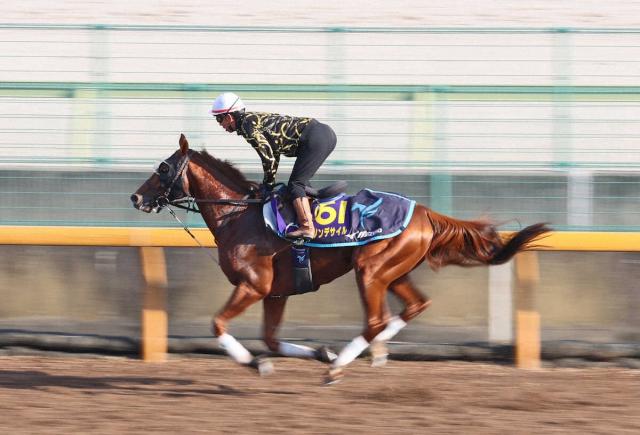 【ジャパンC】ダノンデサイル準備完了　リズム重視でラスト11秒4「競馬が近いって気付いてます」
