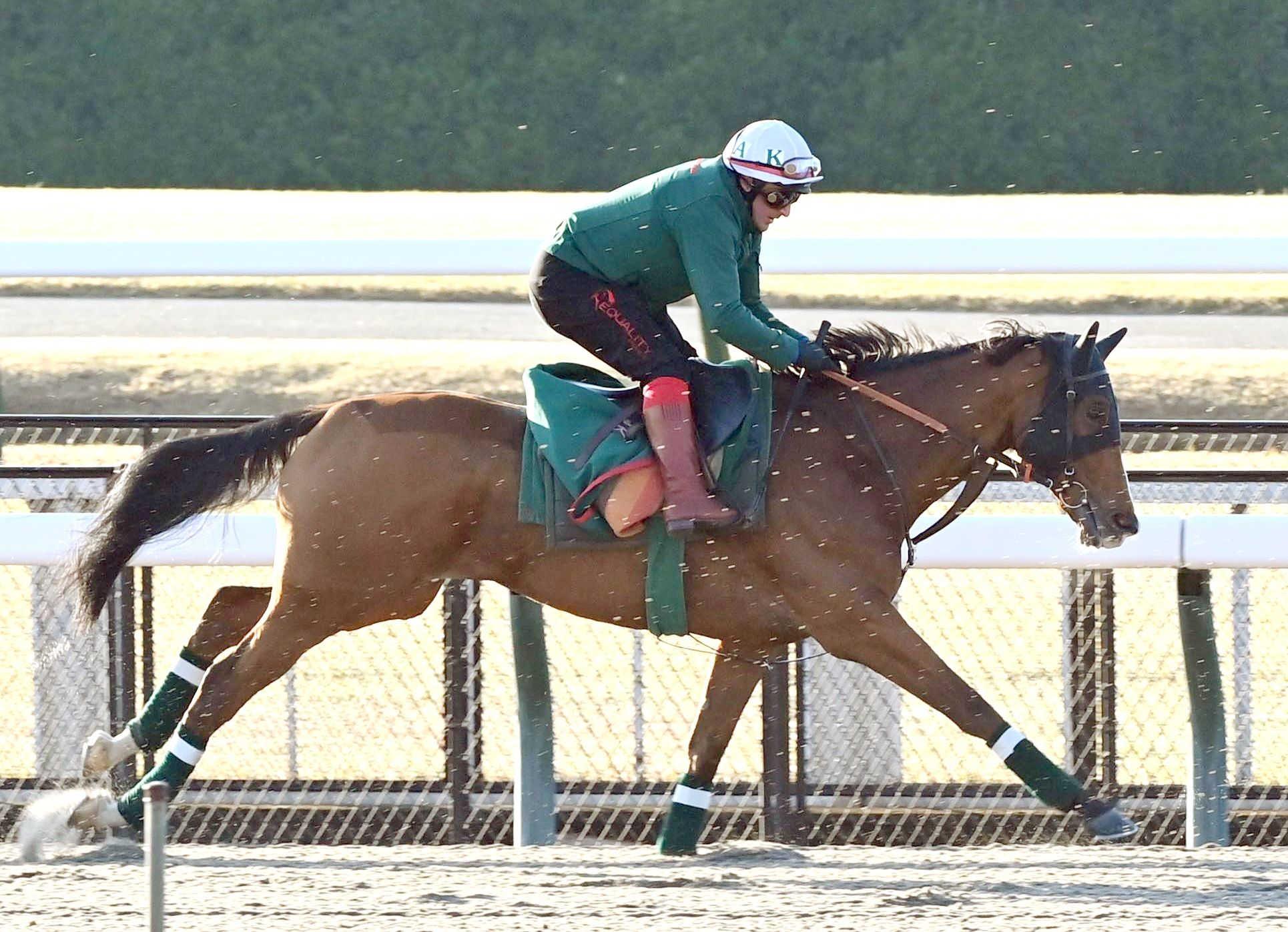 【ジャパンＣ】カランダガン　順調リハ　東京競馬場ダートで調整　ロベル助手好感触「非常に良かった」