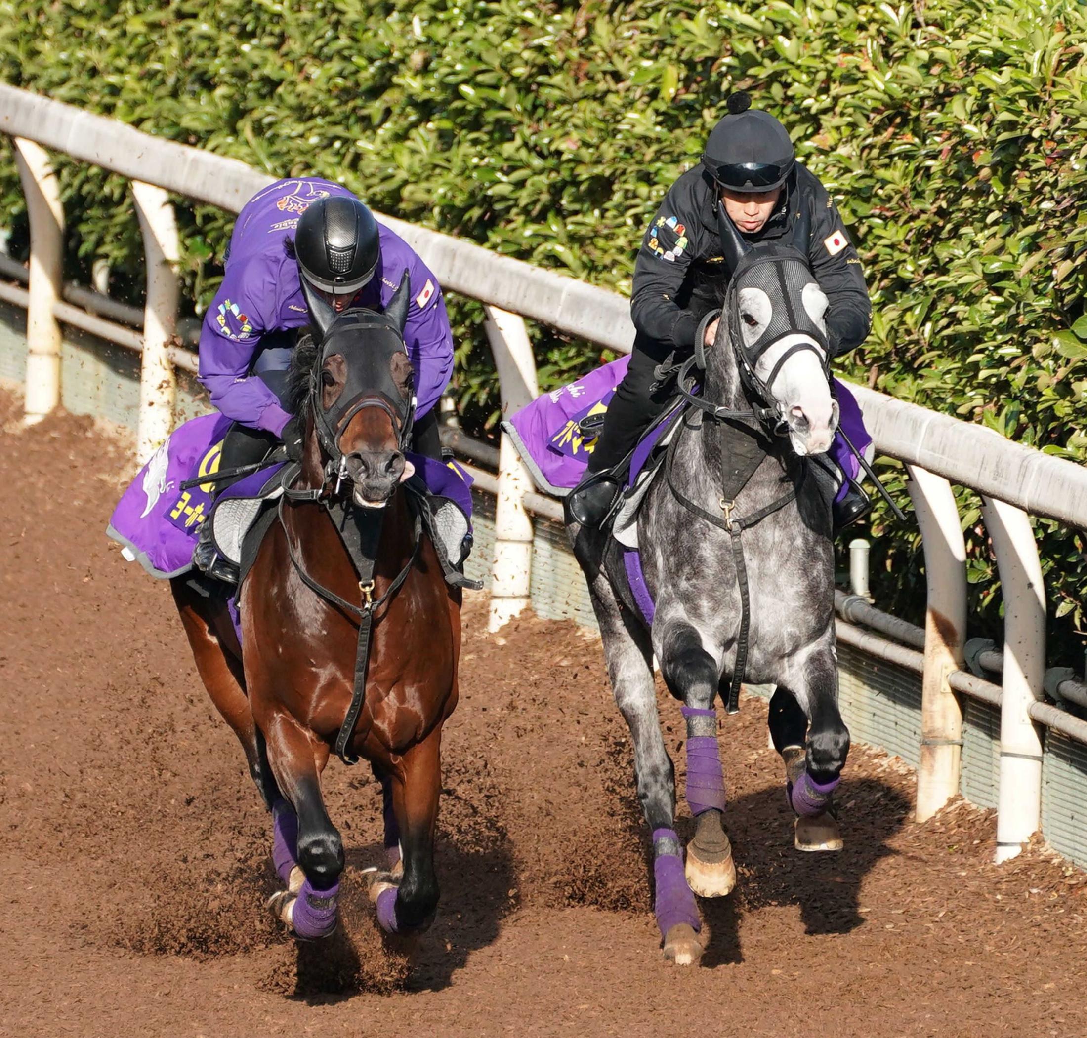 【ジャパンＣ】アドマイヤテラ　舞台はベスト　友道師も期待「東京二四は一番合う舞台」