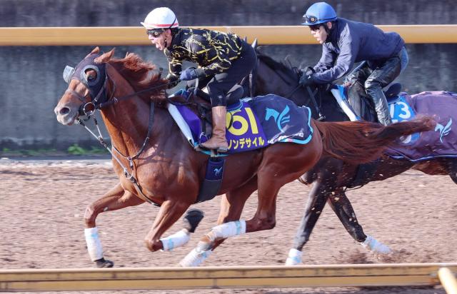 【ジャパンC】「競馬モードに入っています」安田調教師も手応え　G13勝目狙うダノンデサイルが力強く3馬身先着　