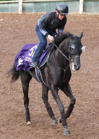 ڥѥCۥǥΡ乥12֤鴬֤ءƣĴա֤Ȥޤ