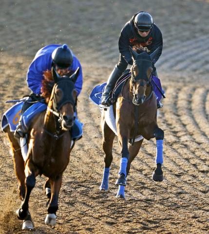 ڥѥCۥۥӥåĤ36֡¼Ĵա֥ꥺʤ褦ˡɤڤǱԤ