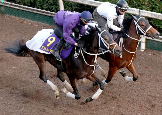 ڥԥC1ۥ֥ϡȥܥɤϥեåȥڲߤ䤳SžϢĺ