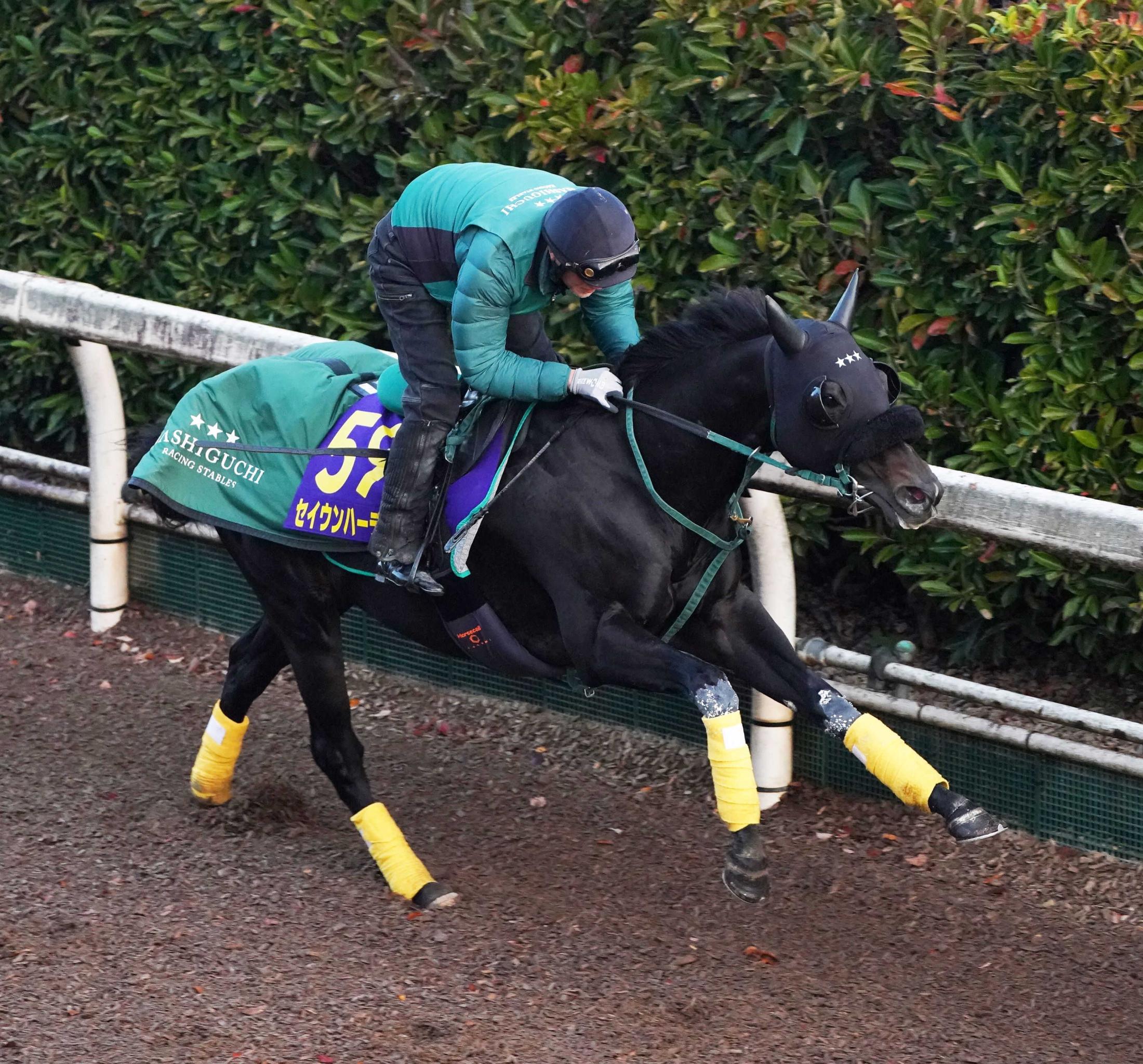 ڥѥáۥϡǥԡɴäפꡡ쥳ɣ֤Υץäȶա½ʤ