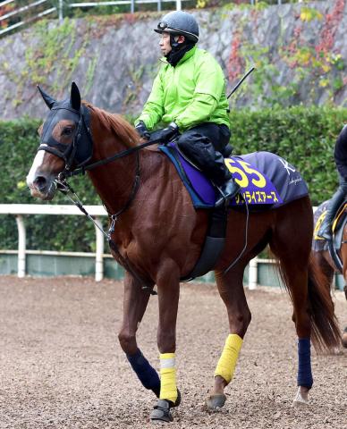 ڥѥCۥ饤ʤ˾֥åסرġֲ餱αƶʤ95λž夬