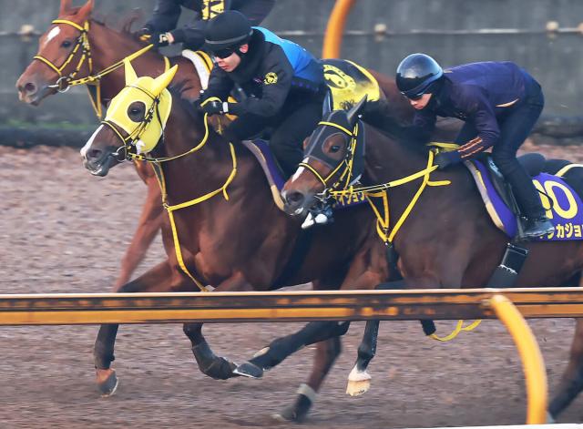 【チャンピオンズC1週前】メイショウハリオがCWコースで力強い伸び脚　岡田調教師「躍動感が伝わってきた」