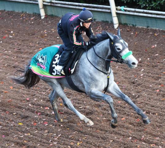 【京都2歳S】父も母も4代母もG1馬!　血統からはこの舞台がピッタリ　馬券的に買いなのはサトノアイボリーだ