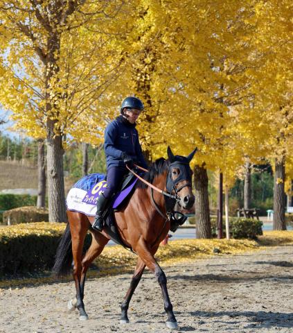 【ジャパンC】ブレイディヴェーグが活気あふれる最終調整　宮田調教師「リズミカルに弾んで」