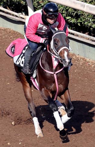 【京都2歳S・追ってひと言】G1馬半弟・バルセシートに松下調教師「前走よりも動けている感じ」