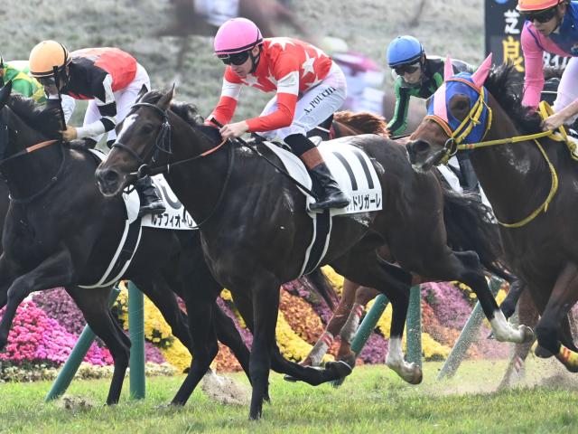 【京都5R新馬戦結果】モーリス産駒レッドリガーレが接戦を制す