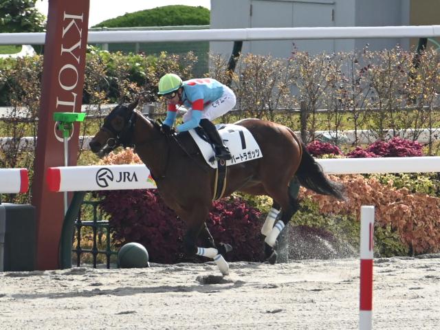 【京都6R新馬戦結果】バートラガッツが人気に応えて快勝 姉はエンブロイダリー