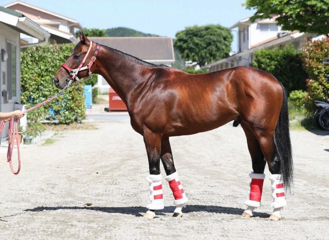 リアルスティールの来年種付け料は倍増1000万円!フォーエバーヤング、アドマイヤクワッズなど産駒活躍